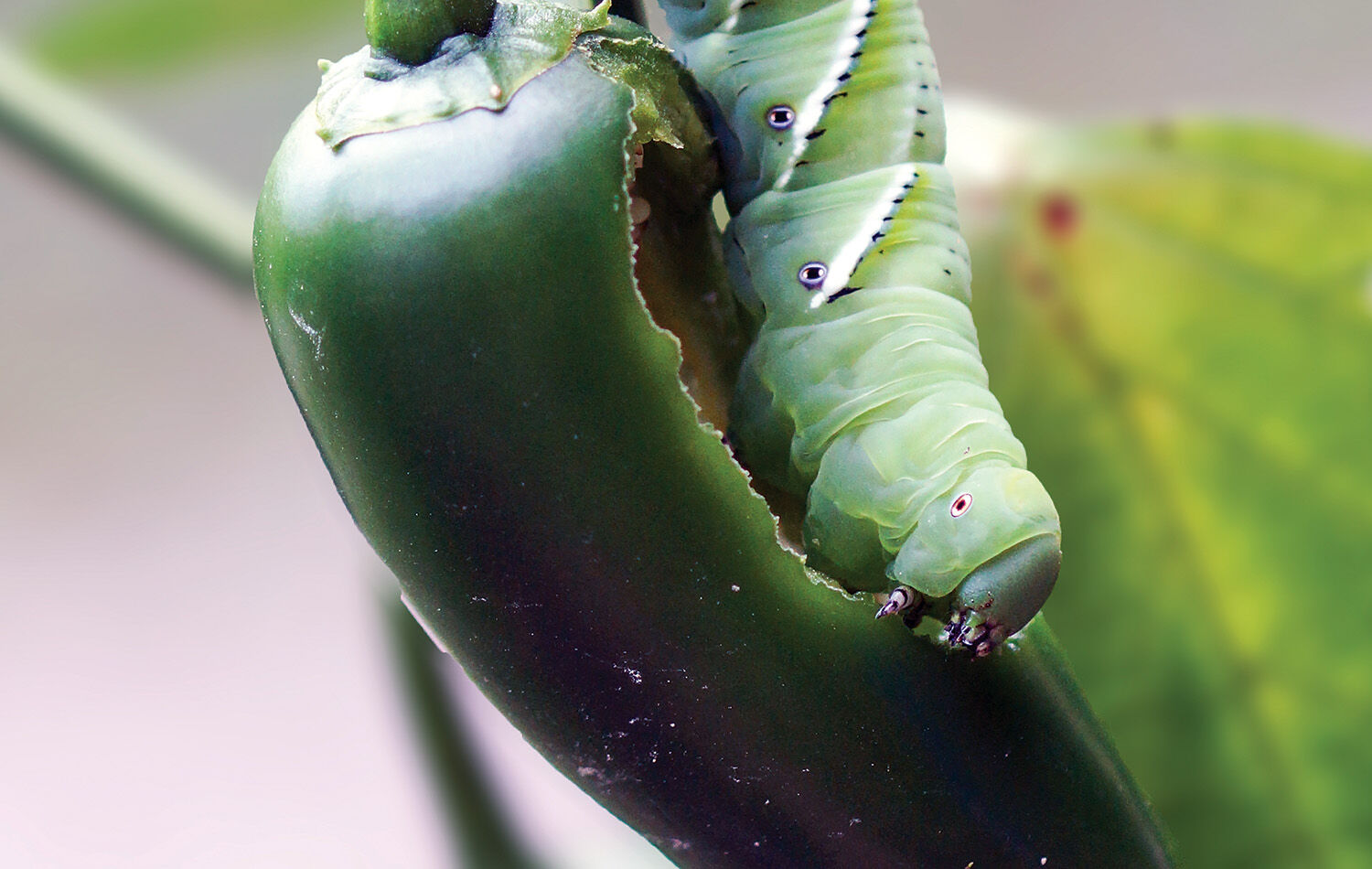 TP_0521_PestBug_Hornworm.jpg